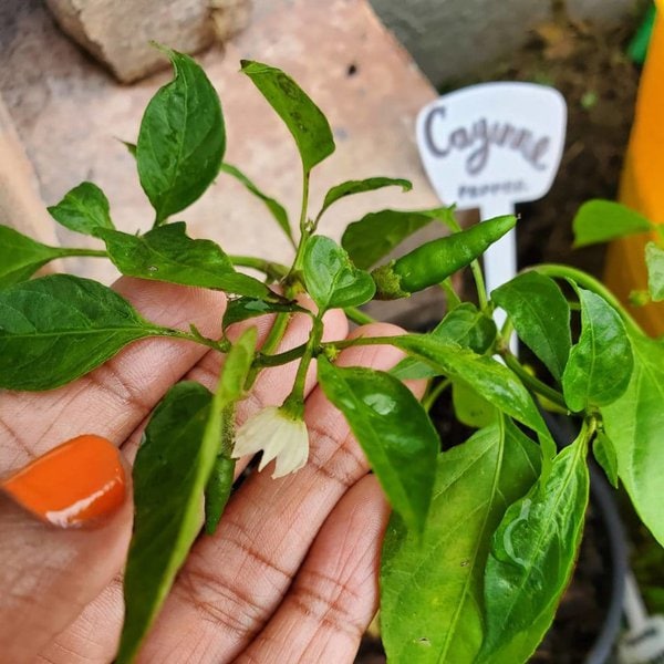 13 Natural AntiInflammatory For Dogs Pain Relief The Goody Pet