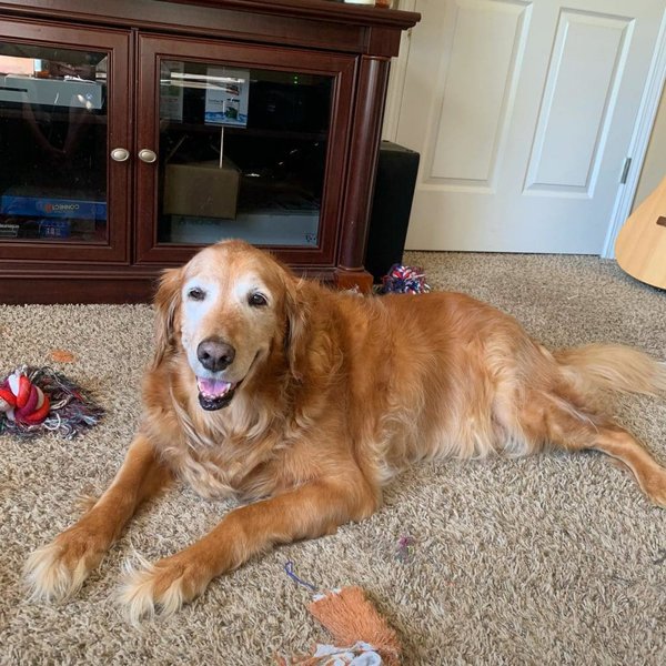 How Old Is Your Dog? Here Are 9 Ways How To Tell The Age Of A Dog The