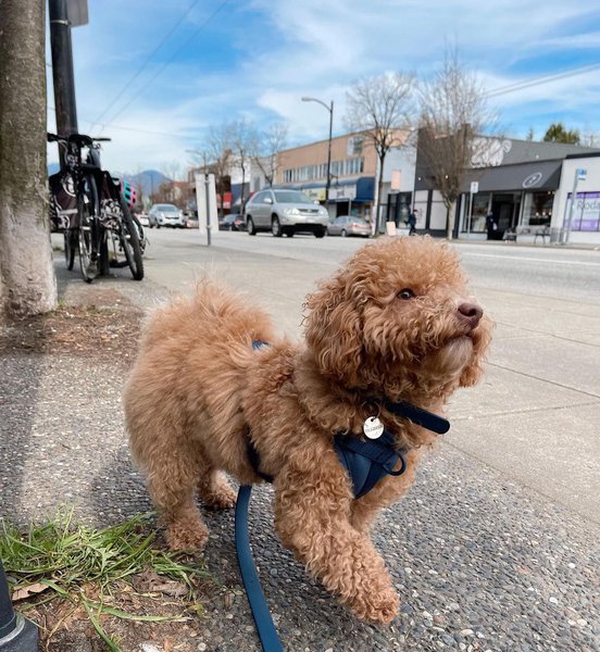 Help! My Dog Stops Walking & Won't Move The Goody Pet