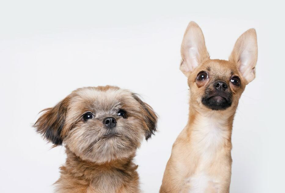 Chihuahua Shih Tzu Mix - The Goody Pet