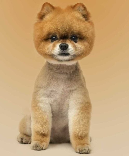 Clipped Pomeranian Is It Bad To Shave A Pomeranian V The Goody Pet