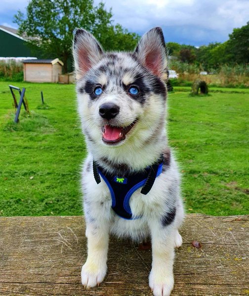 Pomeranian Husky Mix Your Complete Breed Guide To The Pomsky The Goody Pet