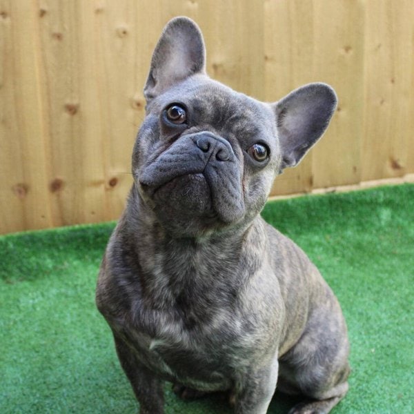 Brindle French Bulldog - Your Complete Breed Guide - The Goody Pet