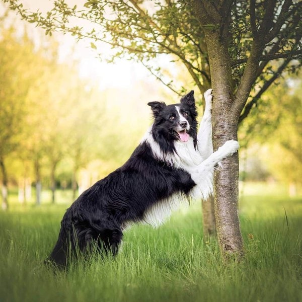 Border Collie Poodle Mix Your Complete Breed Guide To The Bordoodle The Goody Pet