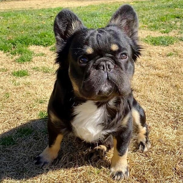 Long-Haired Frenchie - Your Complete Breed Guide To Fluffy Frenchies ...