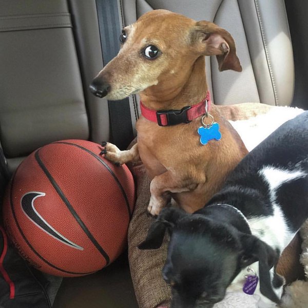 Dog Nail Clippers VS Grinders 4 Differences The Goody Pet