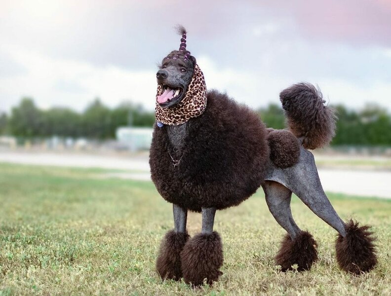 31 Poodle Hairstyles List Of Clips And Cuts The Goody Pet