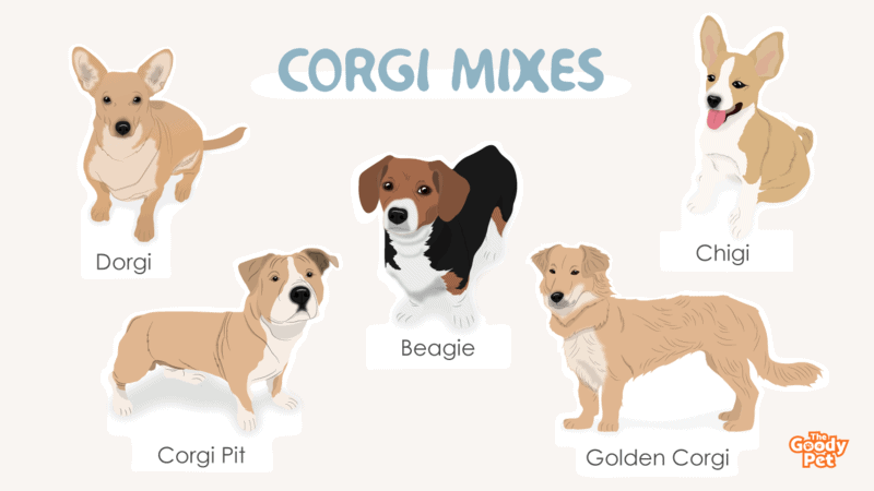 52 Extremely Adorable Corgi Mixes That Will You Go - The Goody Pet