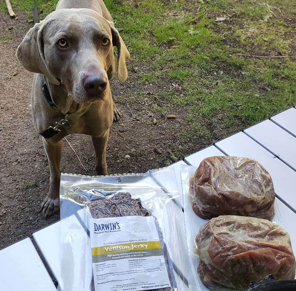 22 Fresh Dog Food Delivery Brands To Pamper Your Beloved Pooch The Goody Pet