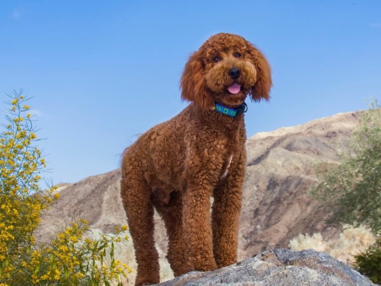 19 Designer Dog Breeds That You Would Desire The Goody Pet