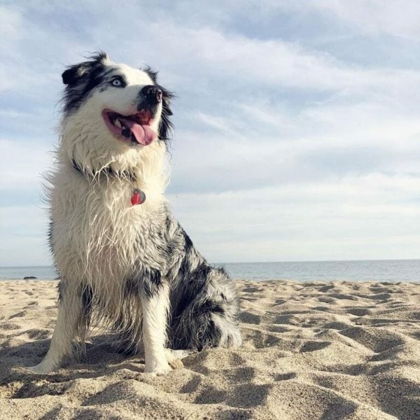 How Much Do Australian Shepherds Cost (June 2022) The Goody Pet