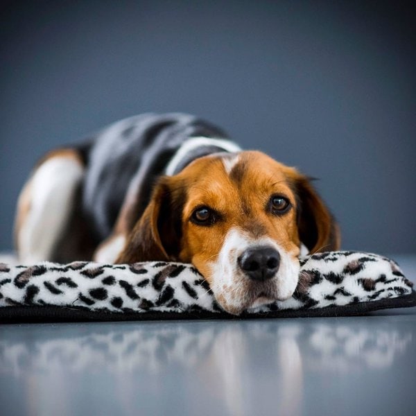 Beagle Cocker Spaniel Mix Your Complete Breed Guide To The Bocker The Goody Pet