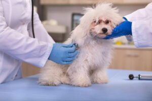 What Are Some Common Bichon Frise Health Issues A Comprehensive Guide What Are Some Common Bichon Frise Health Issues A Comprehensive Guide