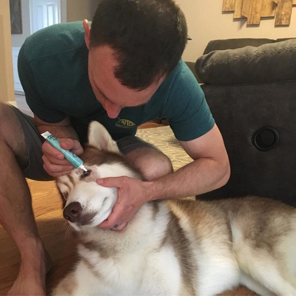 How Much Does A Dog Cataract Surgery Cost? And Its Importance The