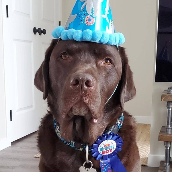 Chocolate Labrador Your Complete Breed Guide The Goody Pet