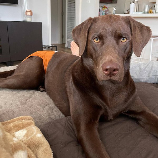 What To Do If Your Dog Is In The Heat? FAQs + Guide The Goody Pet