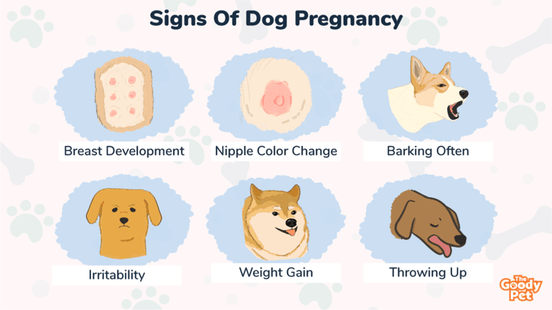 how do i know when my dog is pregnant