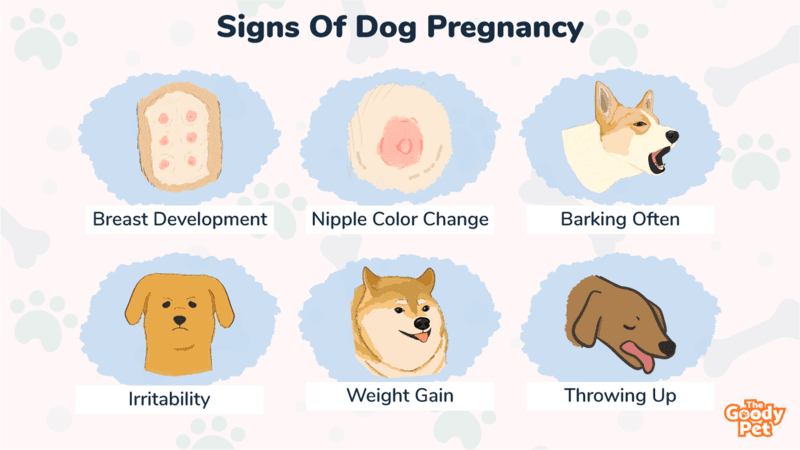 can dogs tell when you are pregnant