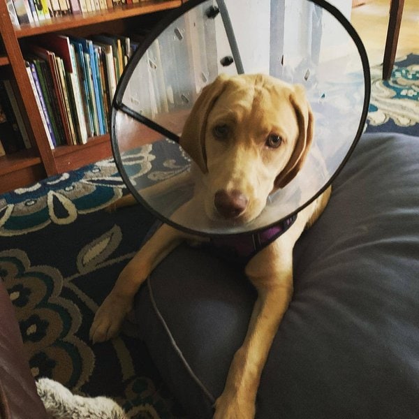 What Is A Dudley Lab? Unique Pink Nose! The Goody Pet