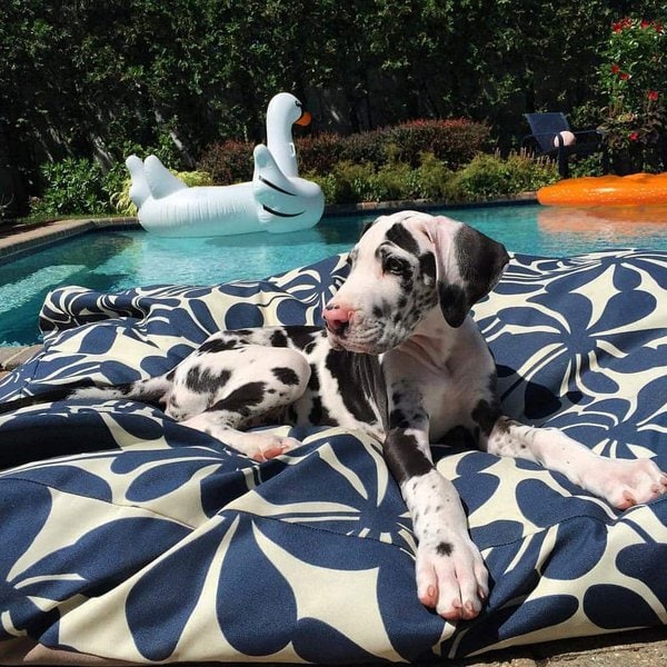 How Much Do Great Danes Cost (Updated March 2023) The Goody Pet