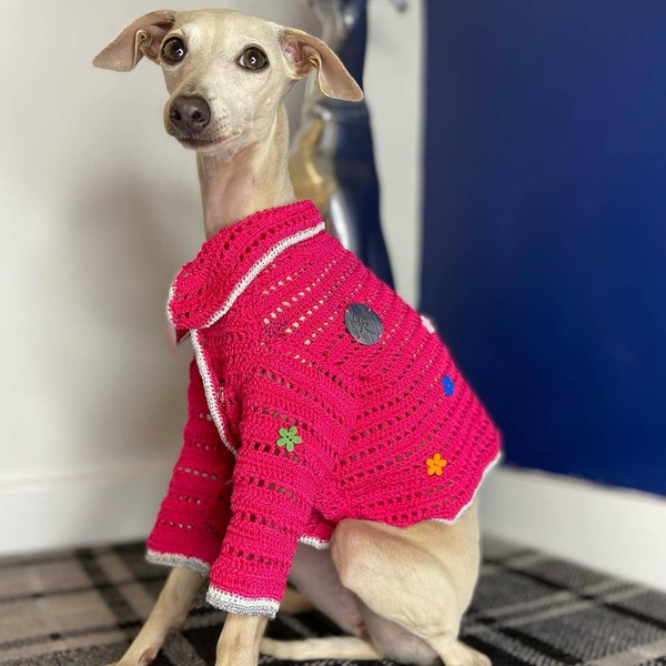 Mini Greyhound Your Complete Breed Guide To The Italian Greyhound