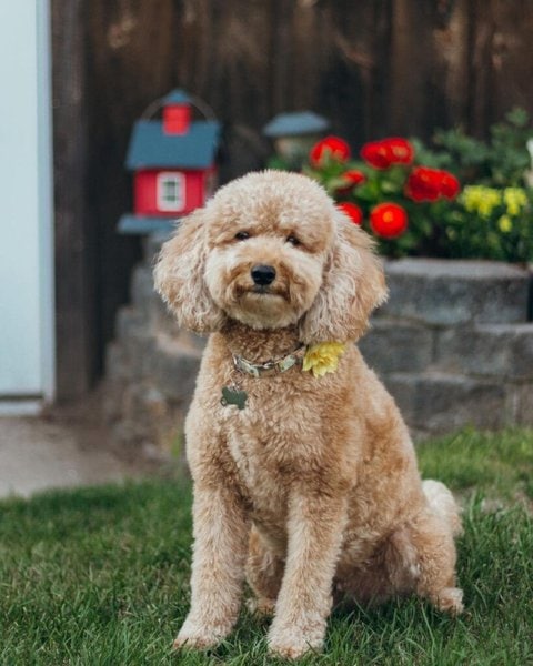 do mini goldendoodles have health problems