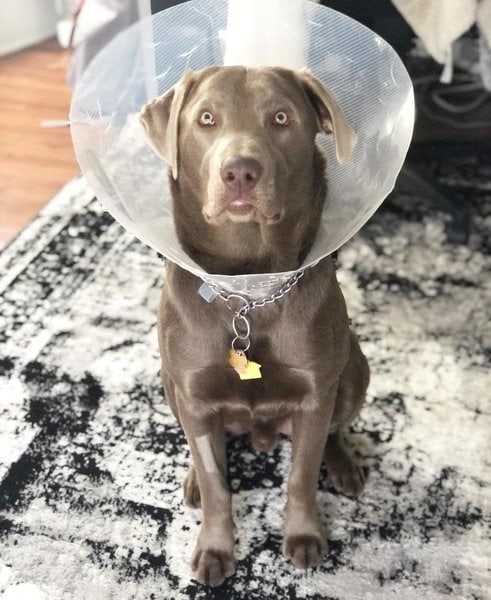 Silver Labrador - Your Complete Breed Guide - The Goody Pet