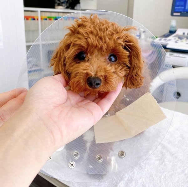 Teacup Poodle Your Complete Breed Guide The Goody Pet