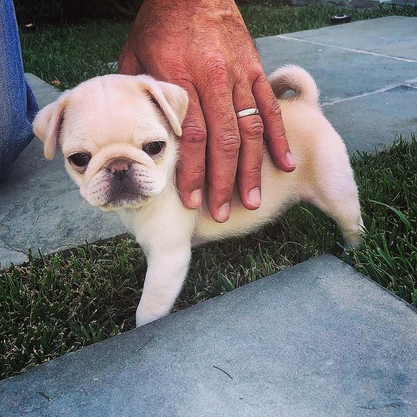 Teacup Pug A Complete Guide To This Miniature Pug Breed The Goody Pet