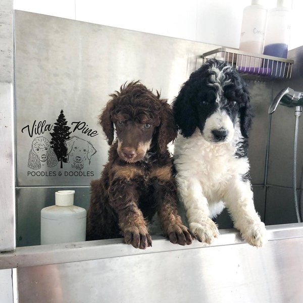 Poodle Grooming A Complete Guide To Properly Groom Poodles The