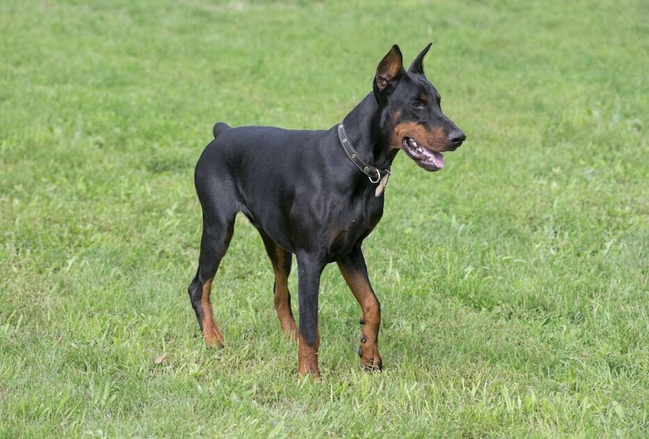 Doberman Lifespan And Its Common Health Issues The Goody Pet