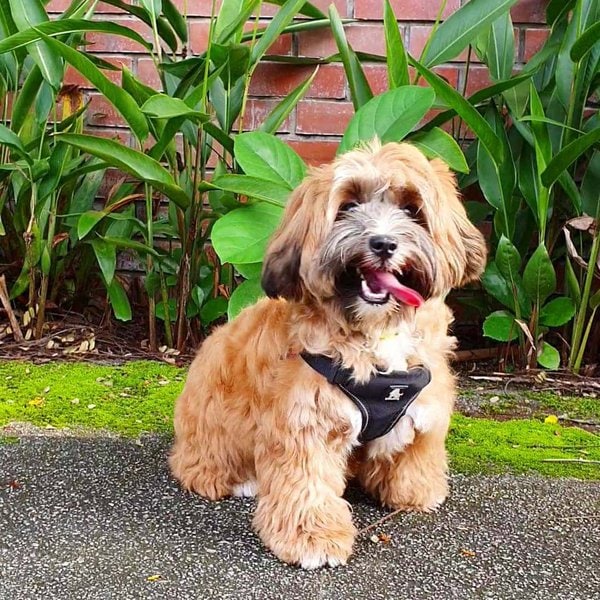 Miniature Schnauzer Shih Tzu Mix Your Complete Breed Guide To The