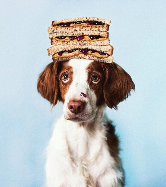 Can Dogs Eat Wheat Bread? What Will Happen When They Do? The Goody Pet