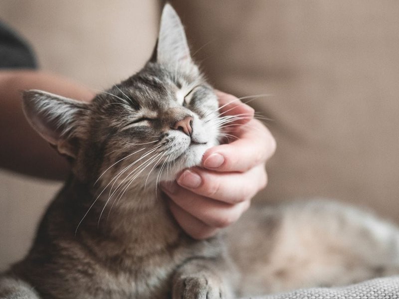 Does Your Cat Love You? 26 Ways Cats Show Love - The Goody Pet
