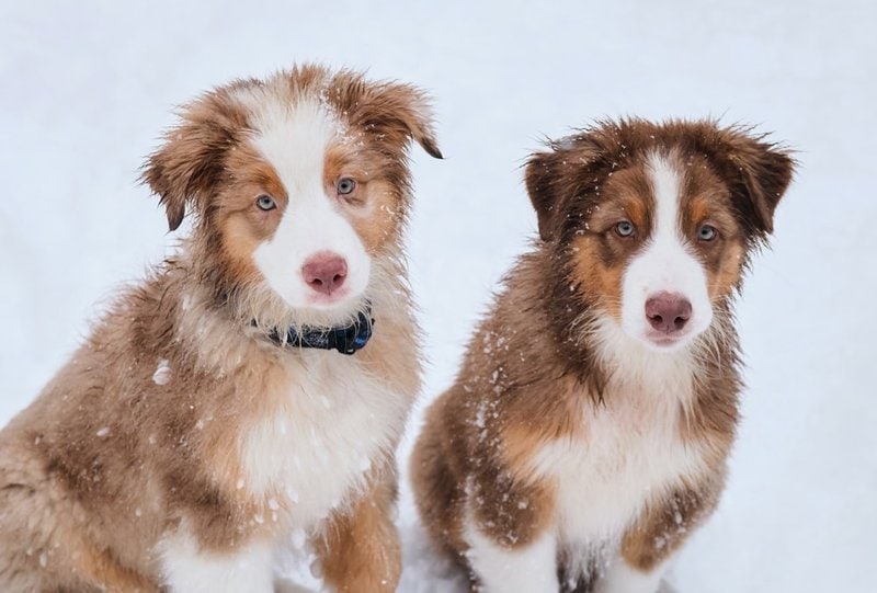 Why Does My Dogs Eyes Look Green