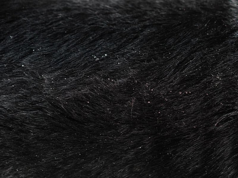 Dog Dandruff Causes & How To Control It TheGoodyPet The Goody Pet