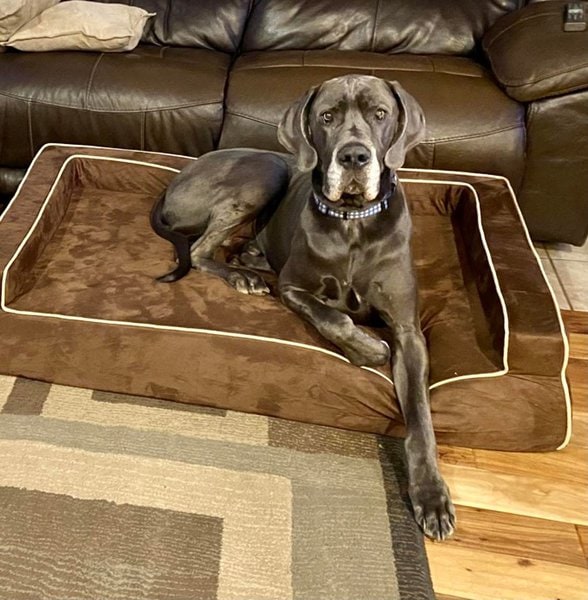 Dog Nail Clippers VS Grinders 4 Differences The Goody Pet