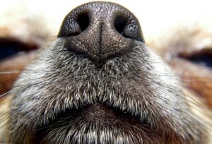 Dog Nasal Congestion - How Do I Unclog My Dog's Nose? - The Goody Pet