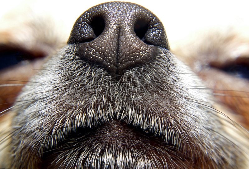 Dog Nasal Congestion - How Do I Unclog My Dog's Nose?