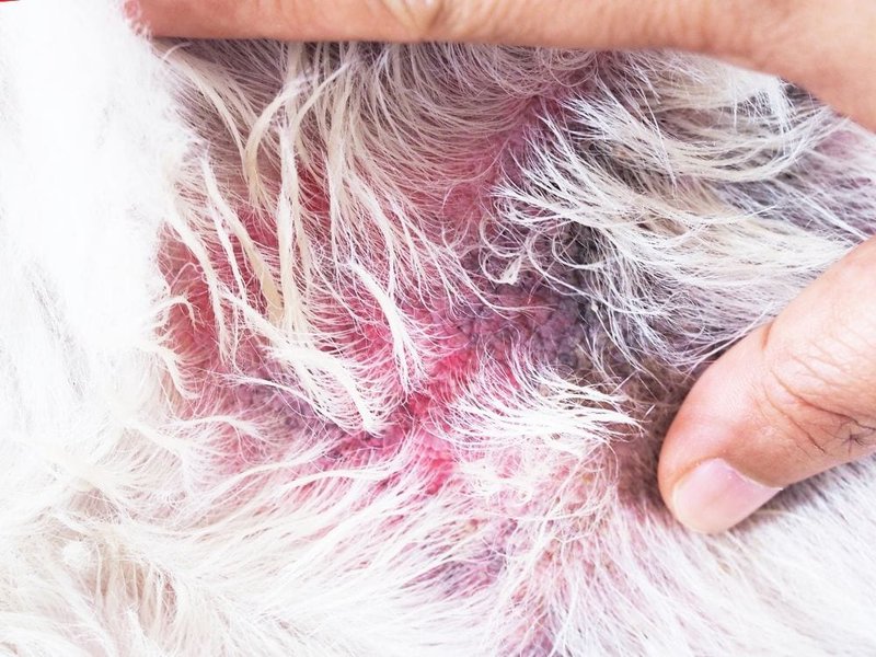 Dog Rashes Causes, Treatments, Symptoms & Cures The Goody Pet