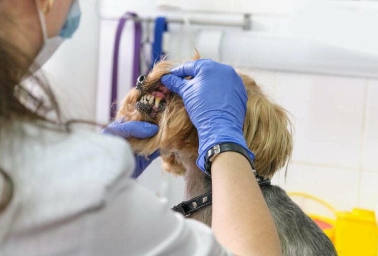 how much does dog dental cleaning cost