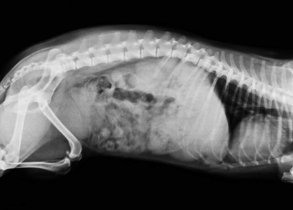 how much is a chest xray for a dog