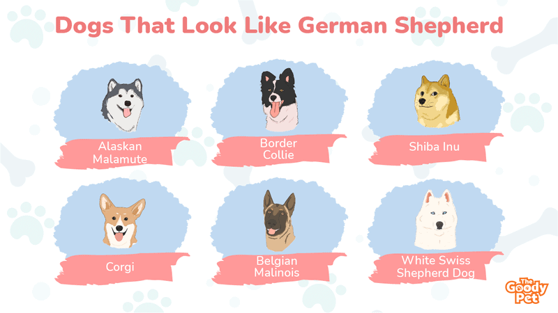 whats the dog that looks like a german shepherd