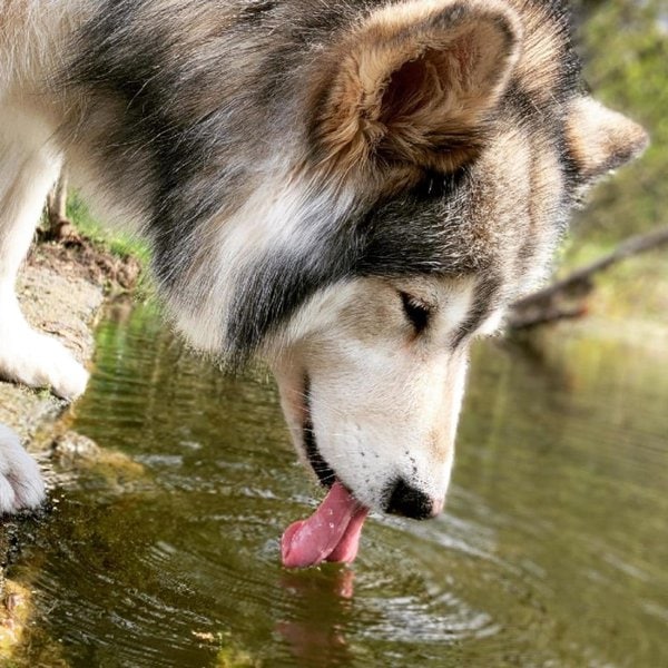 Help! My Dog Throws Up After Drinking Water Should I Be Worried