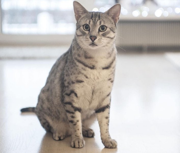 51 Most Popular Cat Breeds, According to the Internet - The Goody Pet