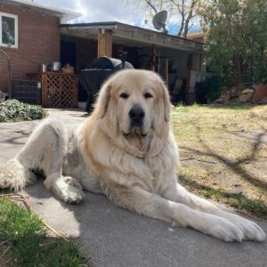 11 Anatolian Shepherd Mixes That You Never Know Existed - The Goody Pet