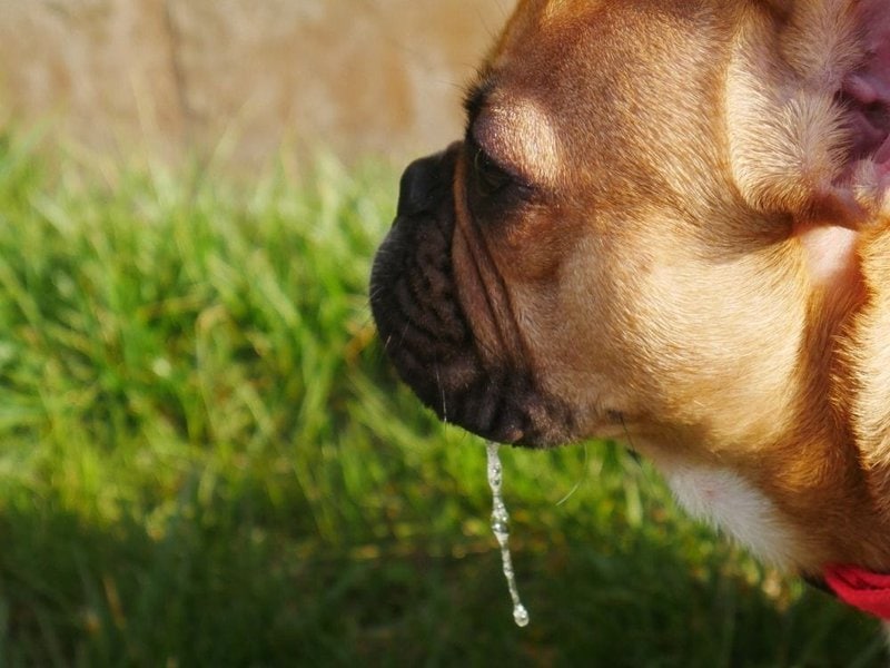 Excessive Drooling In Dogs Should You Be Worried? The Goody Pet