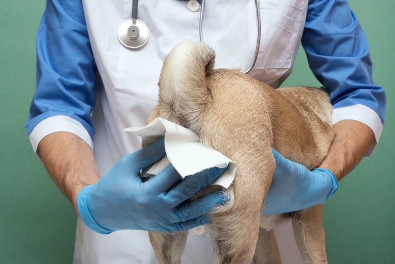 Expressing Anal Glands In Dogs Why Is It Important? The Goody Pet