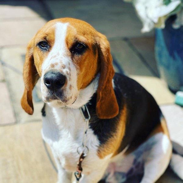 Beagle Basset Hound Mix Your Complete Breed Guide To The Bagle Hound