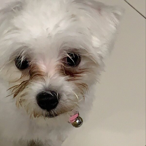 How To Get Rid Of Maltese's Tear Stains? And How To Prevent Tear Stains